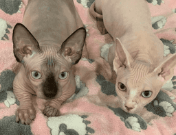 Advertisement