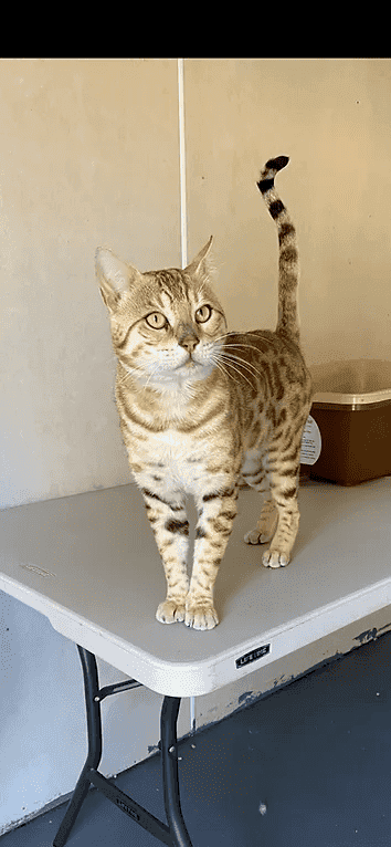 Arrowfield Bengals
