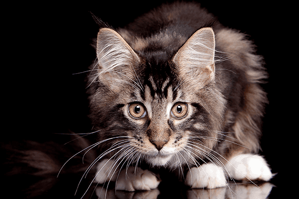 FullofCharm Maine Coons