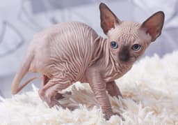 sphynx