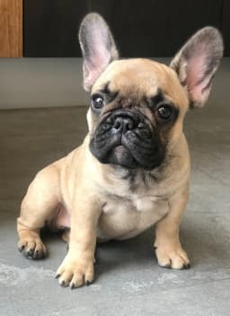 french-bulldog