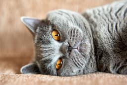 british-shorthair