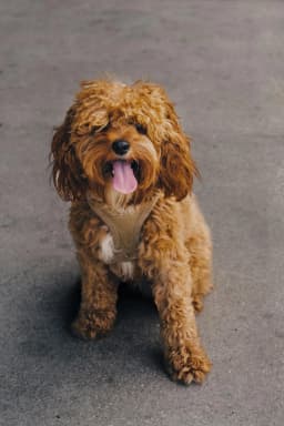 cavapoo