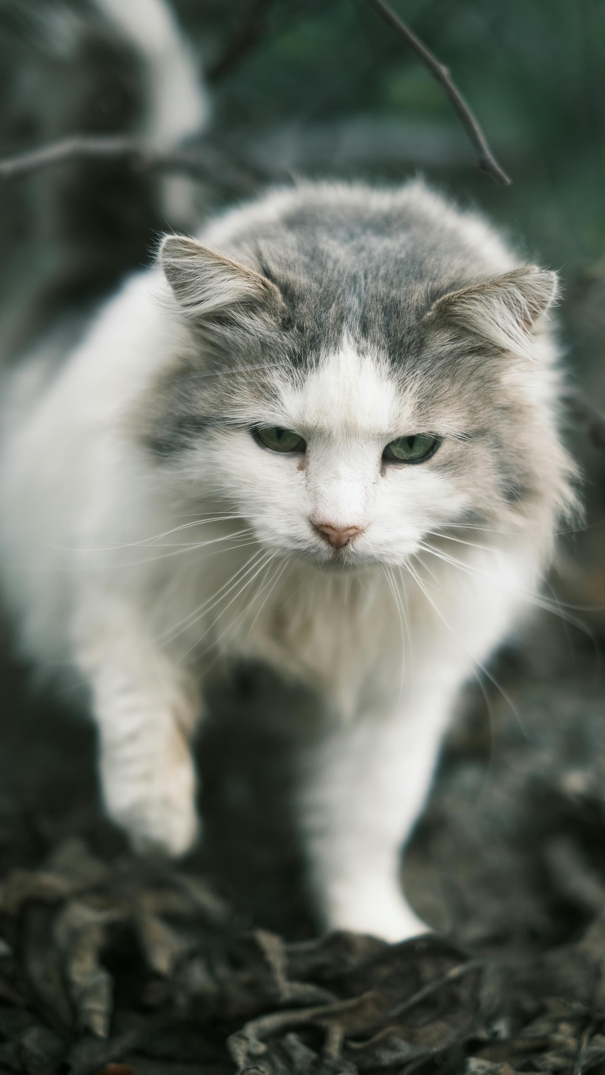 Norwegian Forest