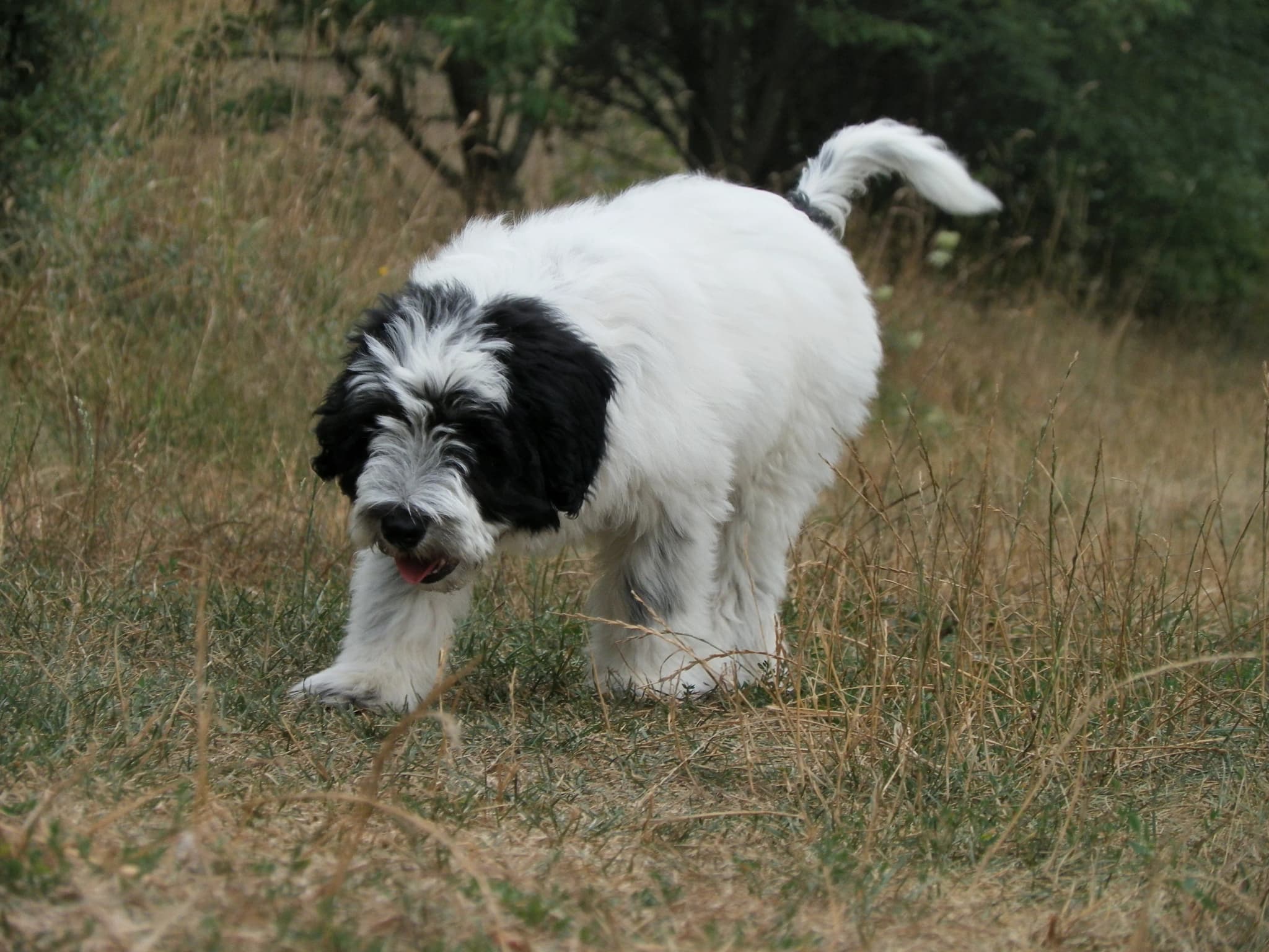 Polish Lowland Sheepdog