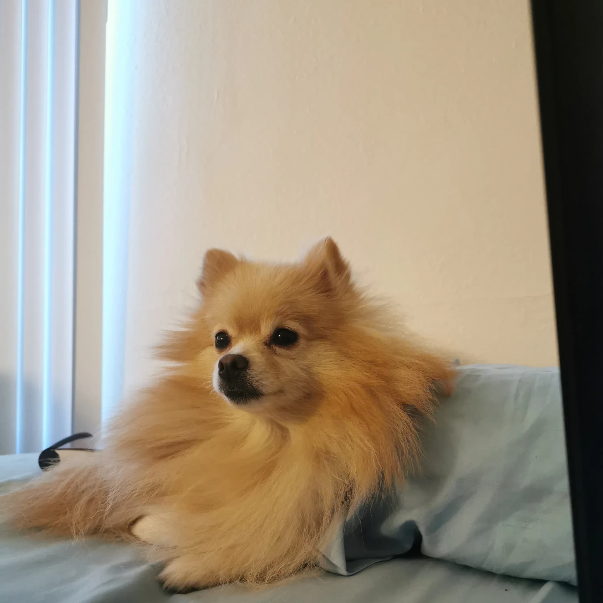 Pomchi