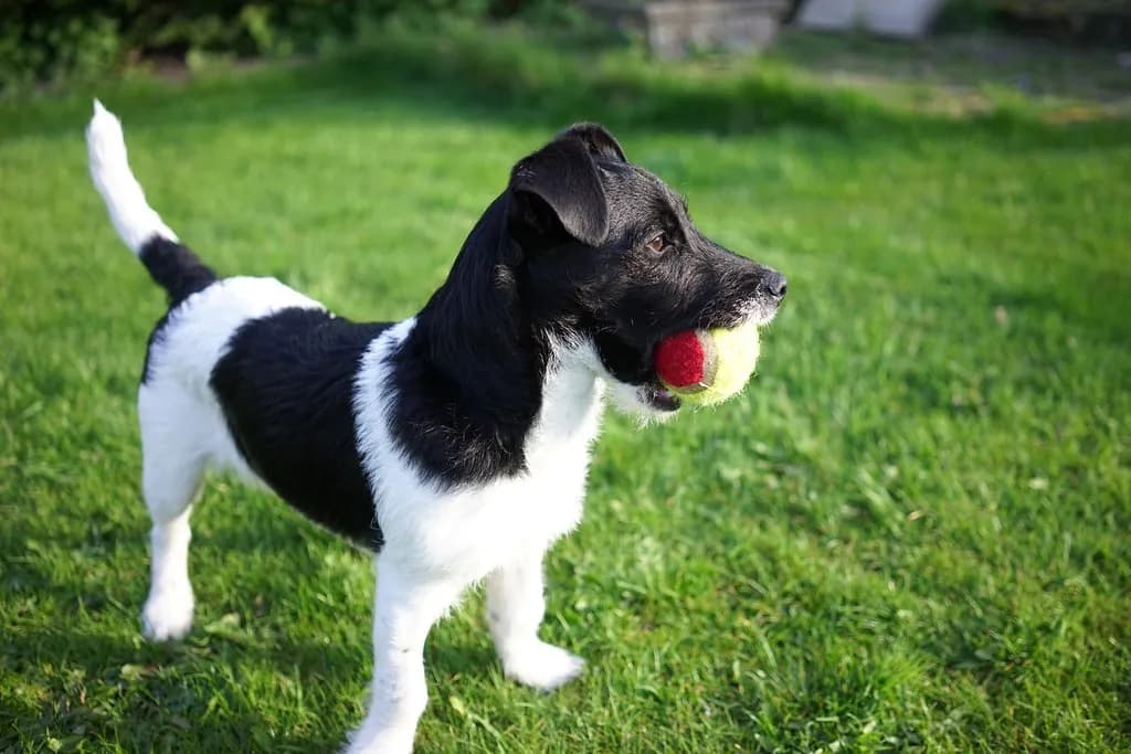 Patterjack
