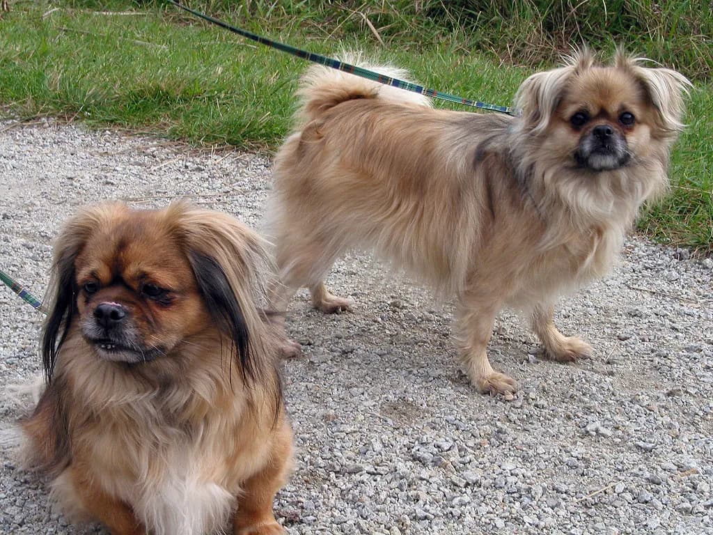 Tibetan Spaniel
