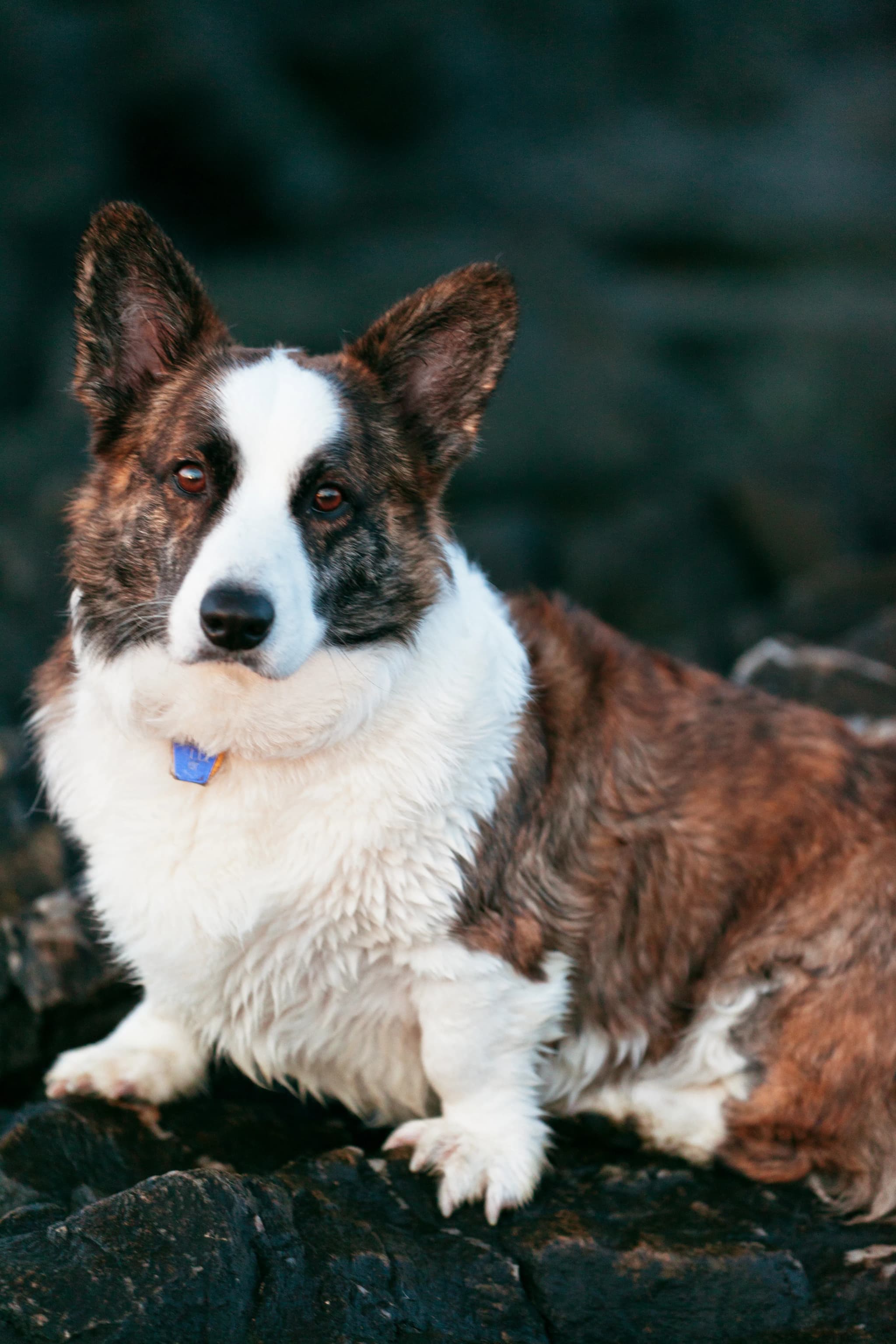 Welsh Corgi Cardigan