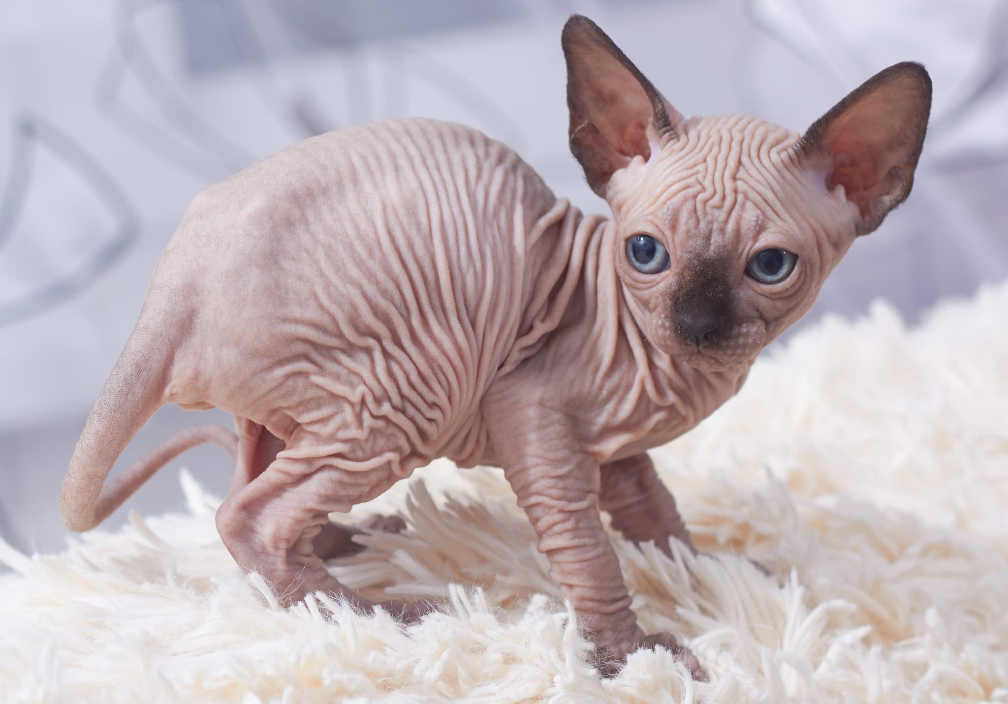 Sphynx