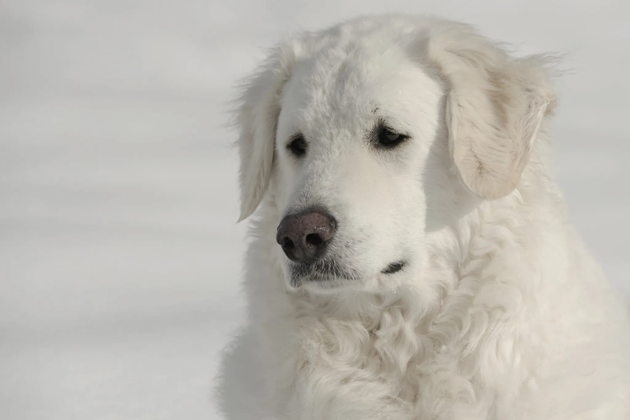 Hungarian Kuvasz