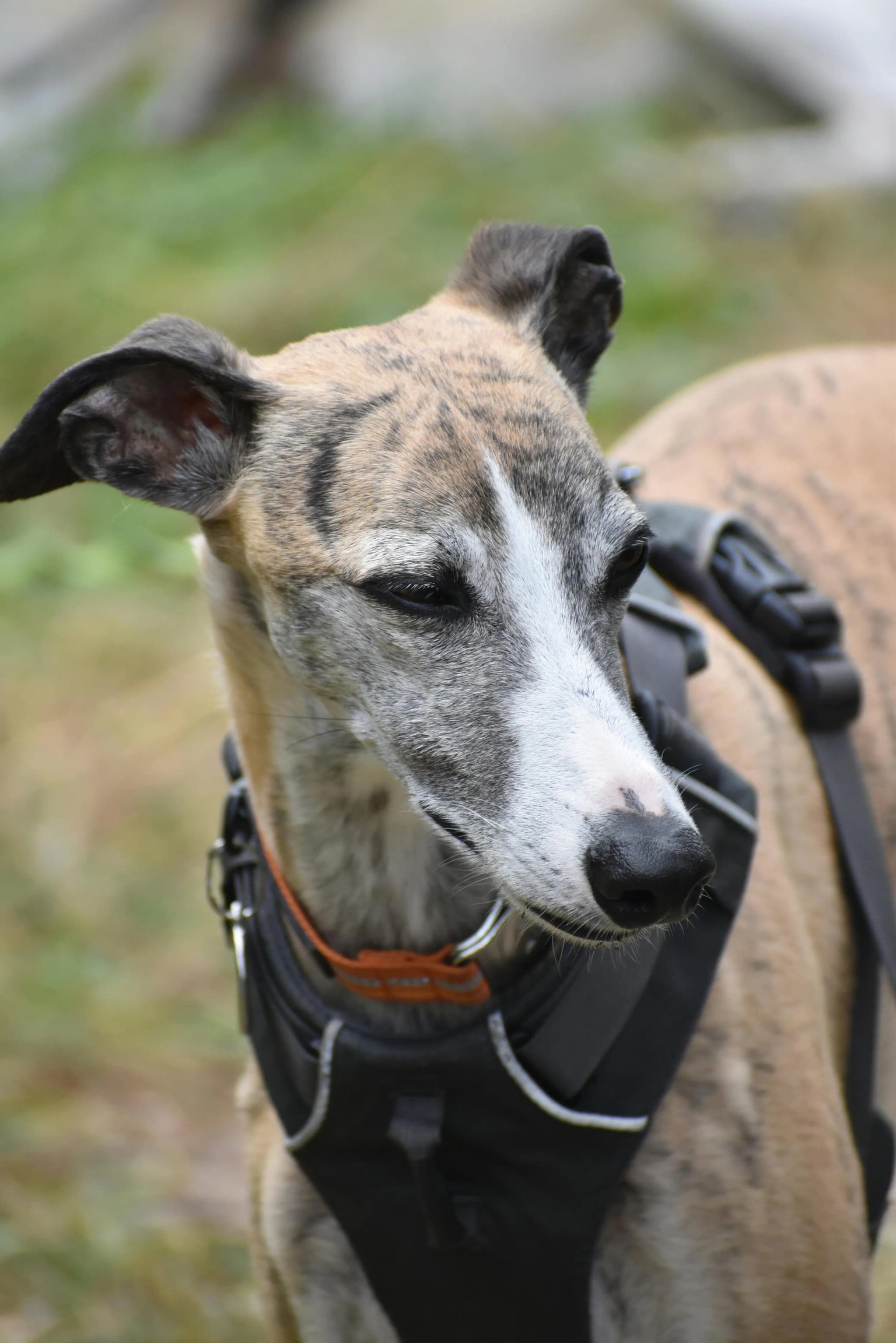 Whippet