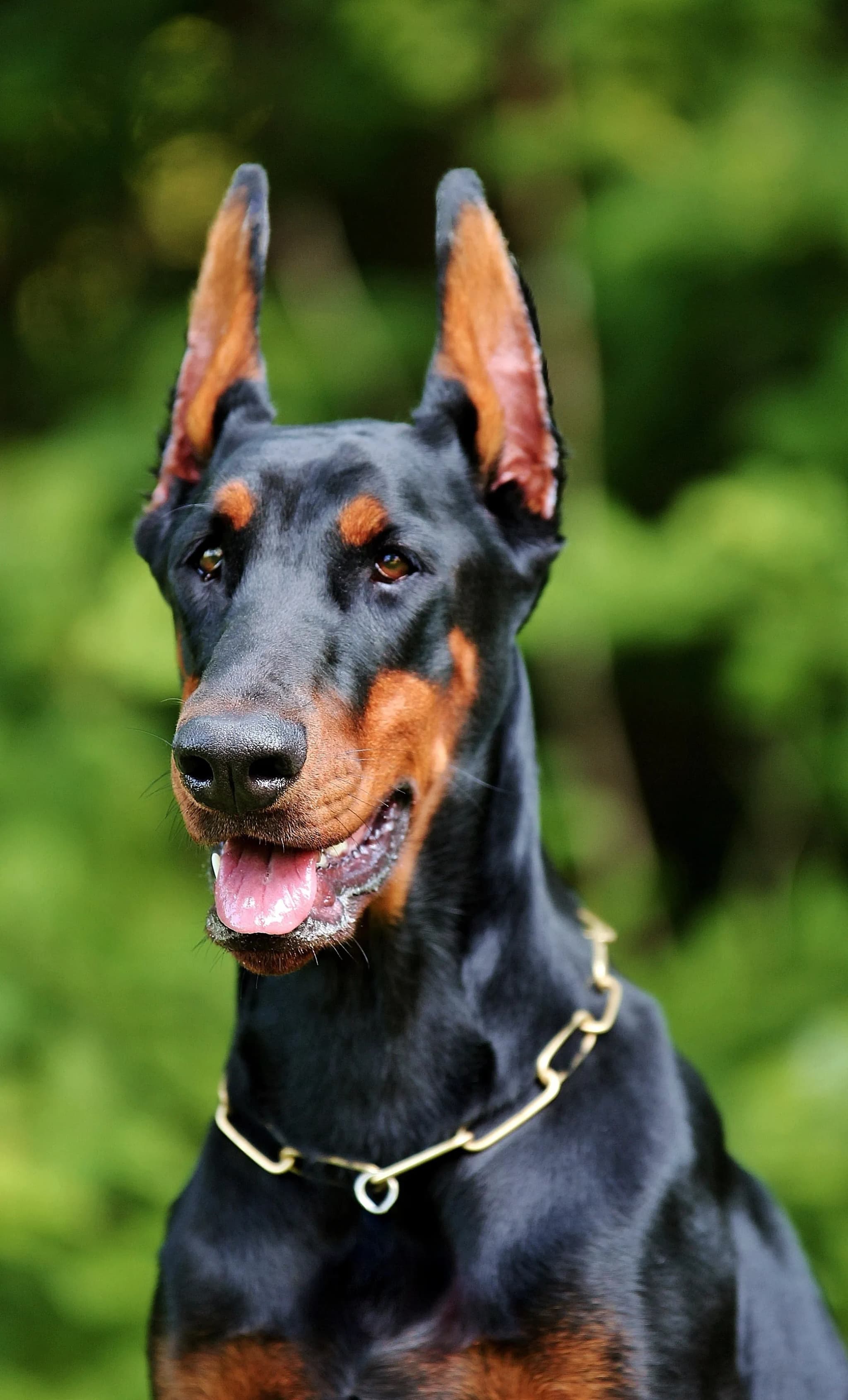 Dobermann