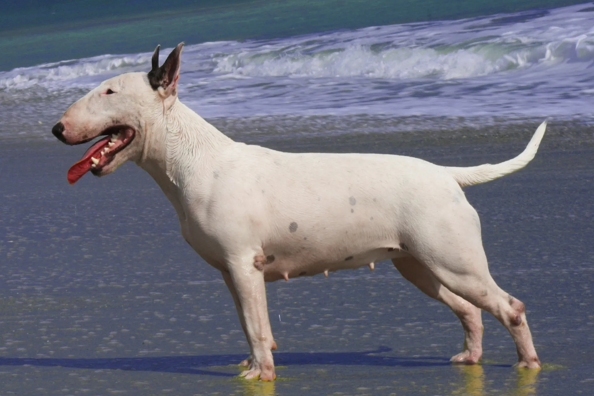 English Bull Terrier