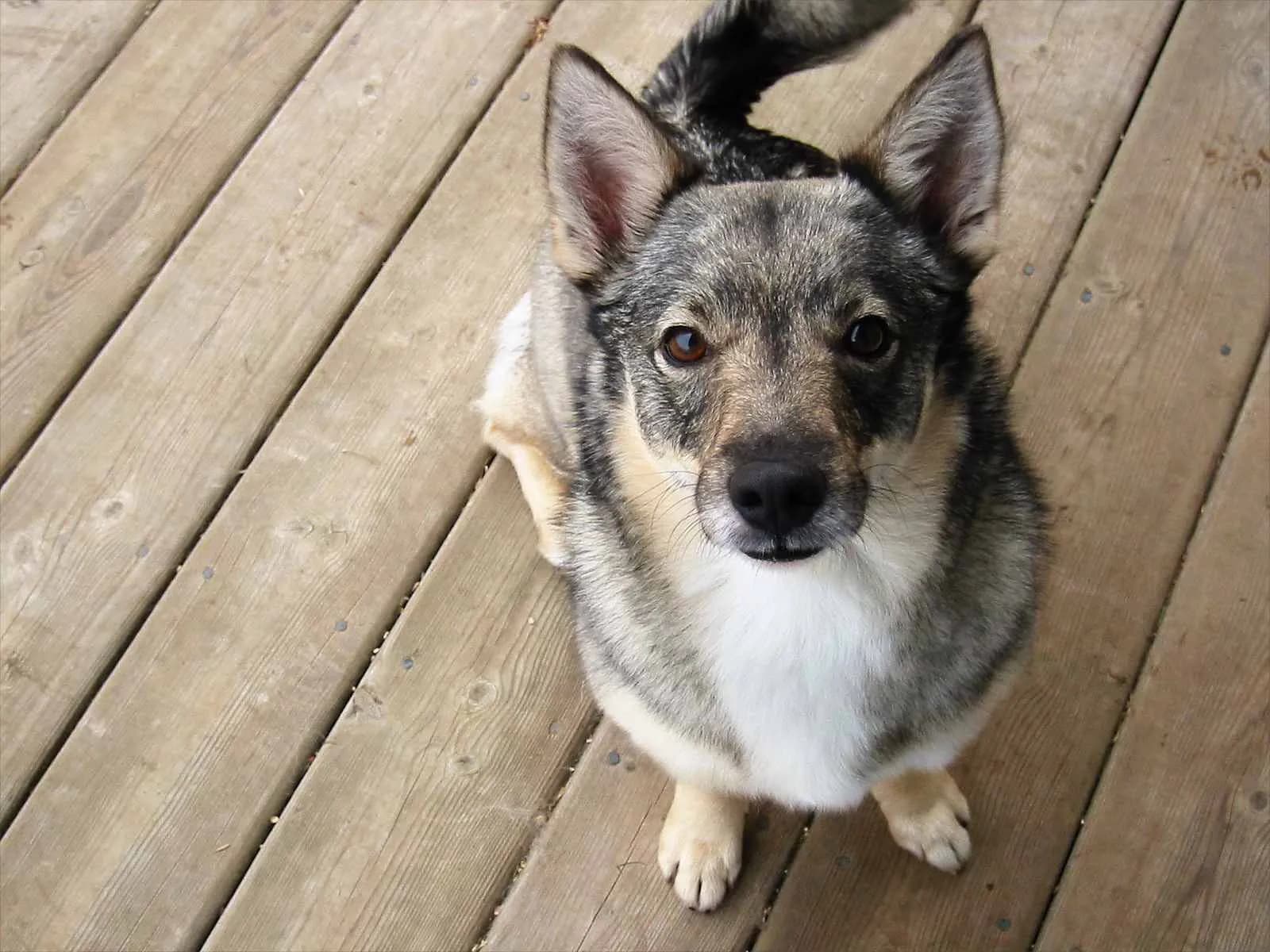 Swedish Vallhund