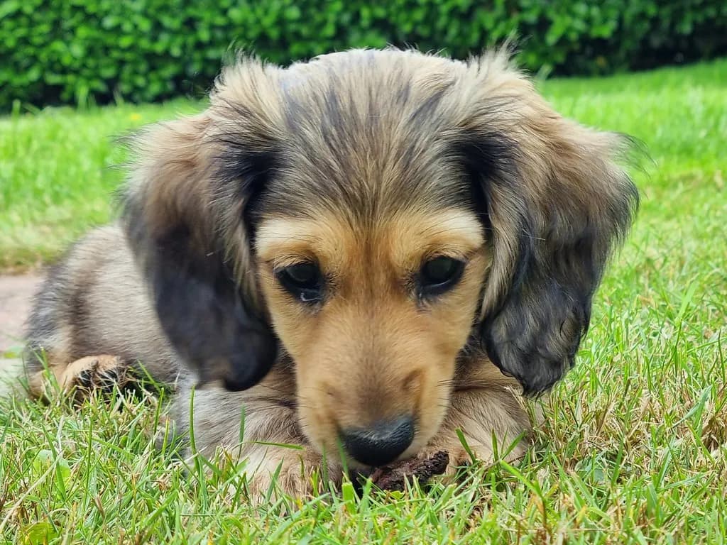 Miniature Dachshund