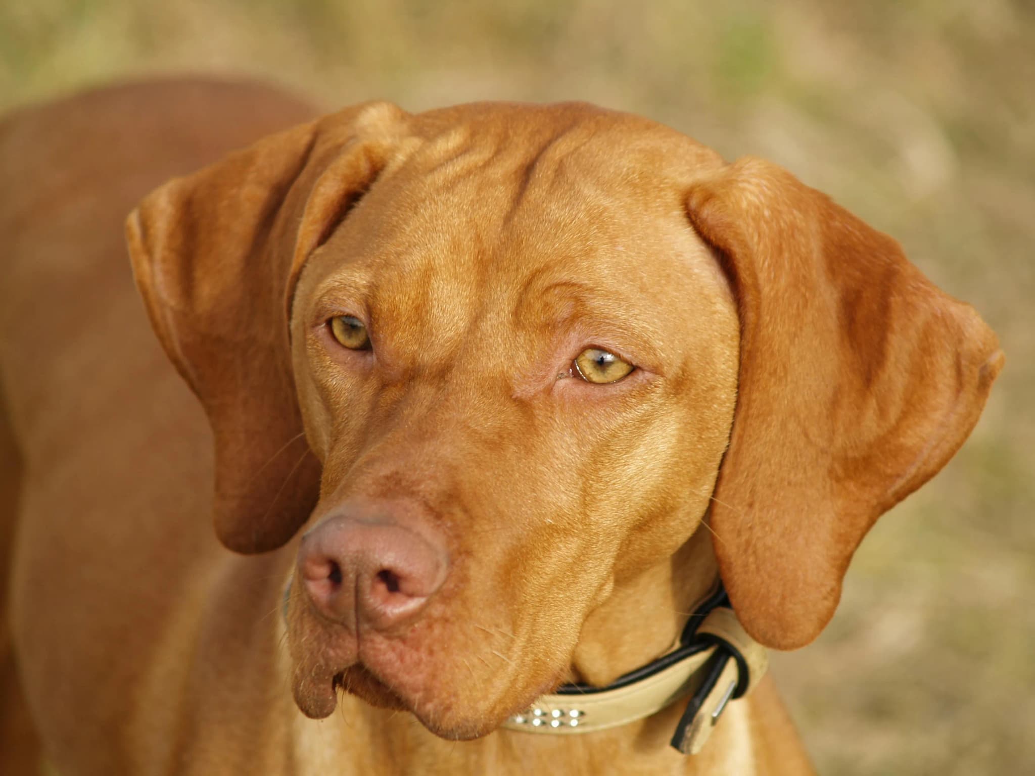 Hungarian Vizsla