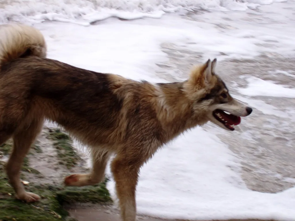 Utonagan