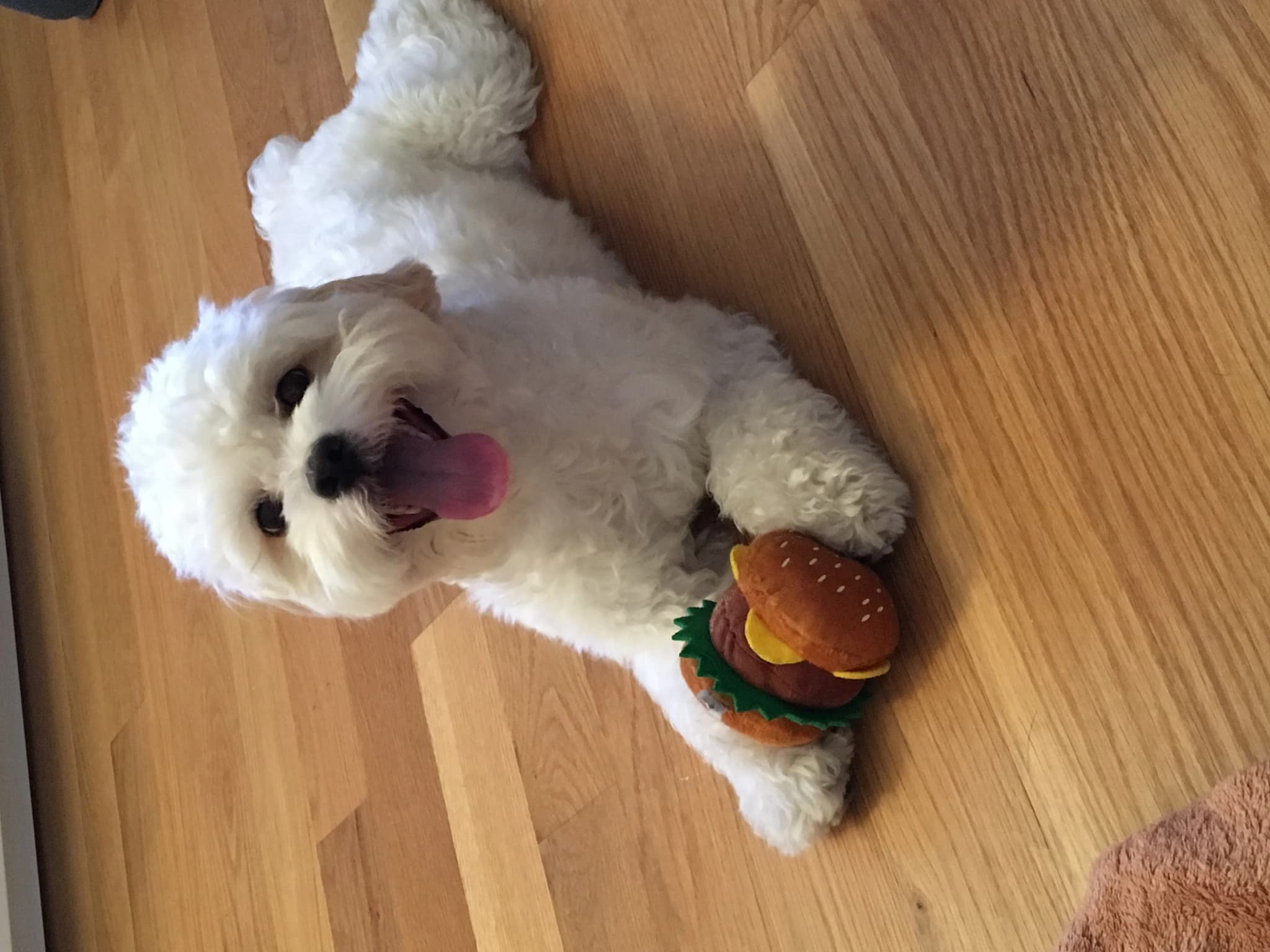 Shihpoo