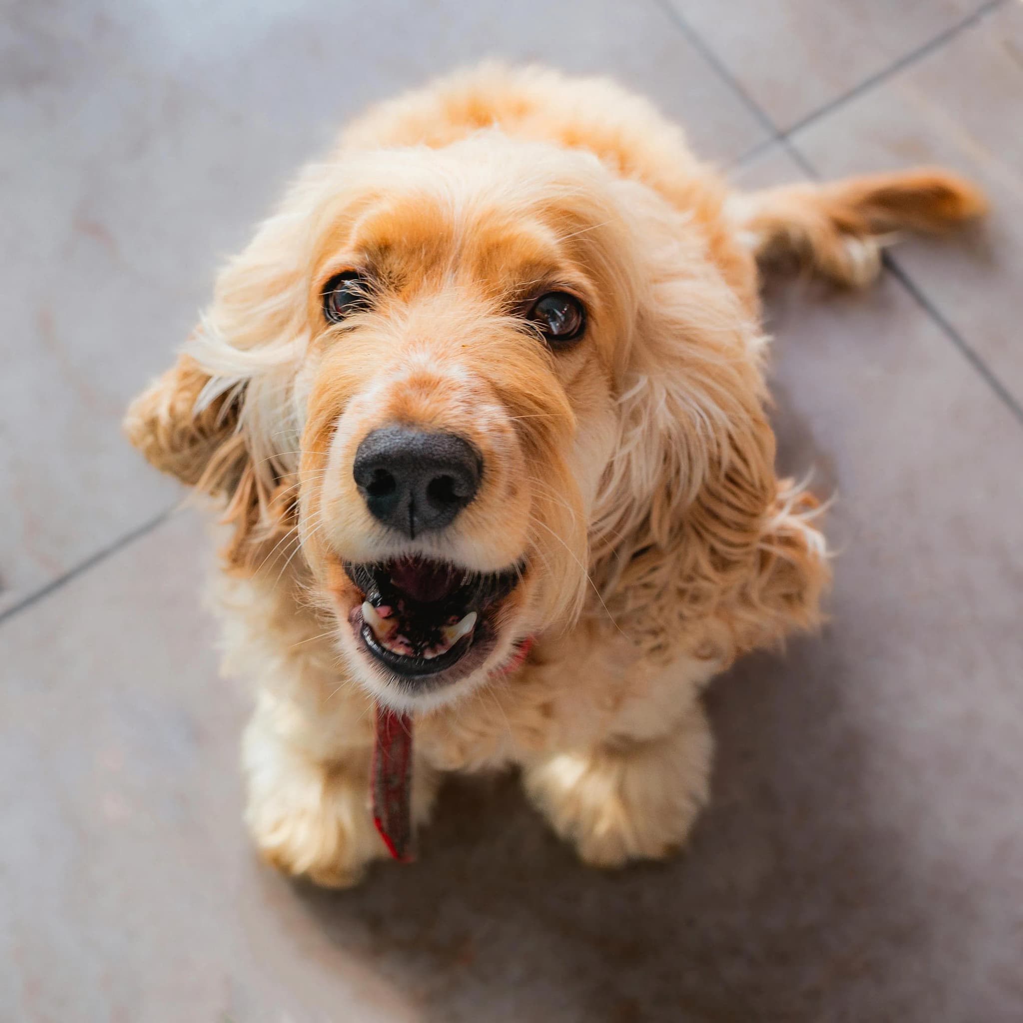 Cocker Spaniel
