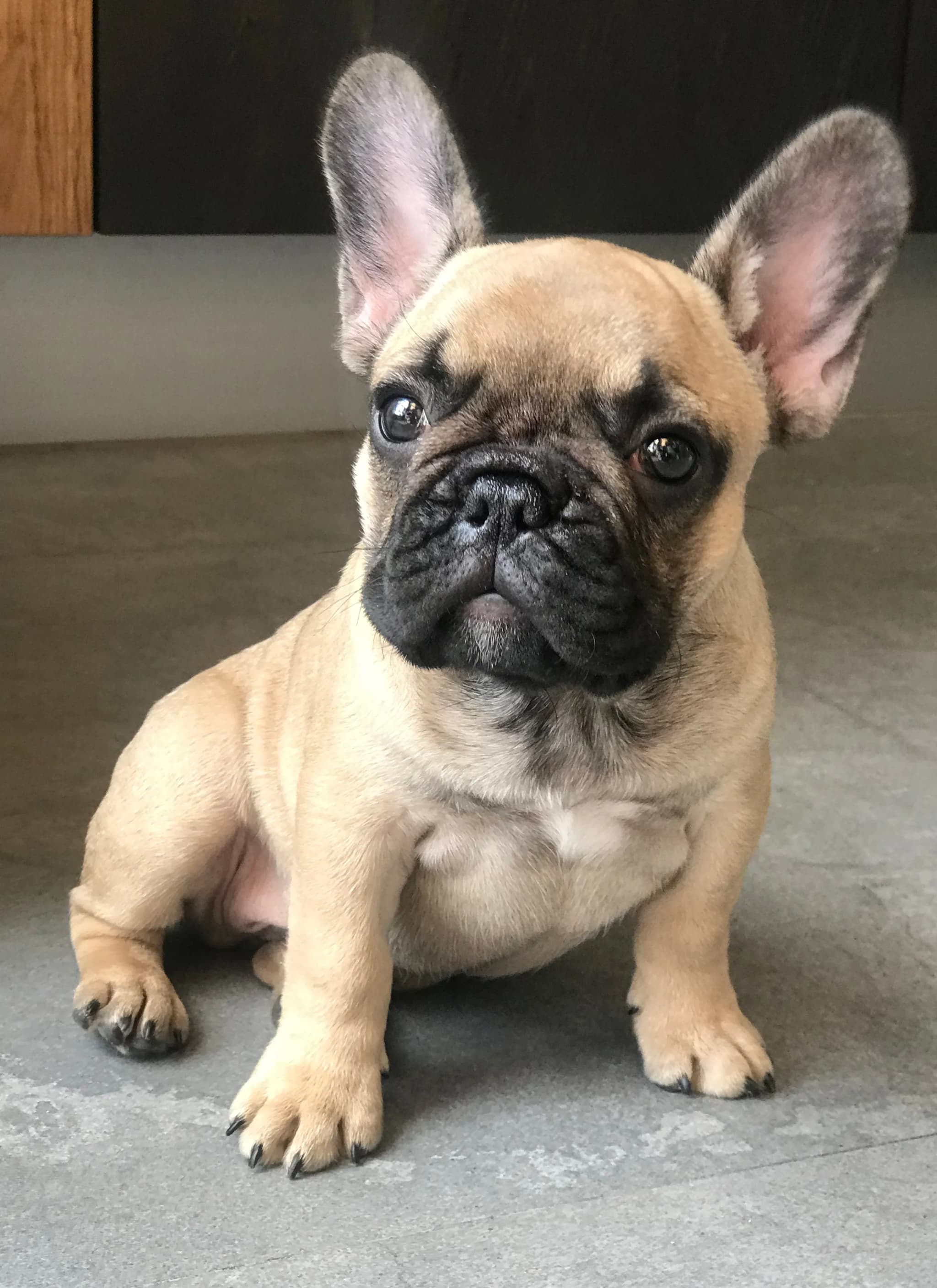 French Bulldog