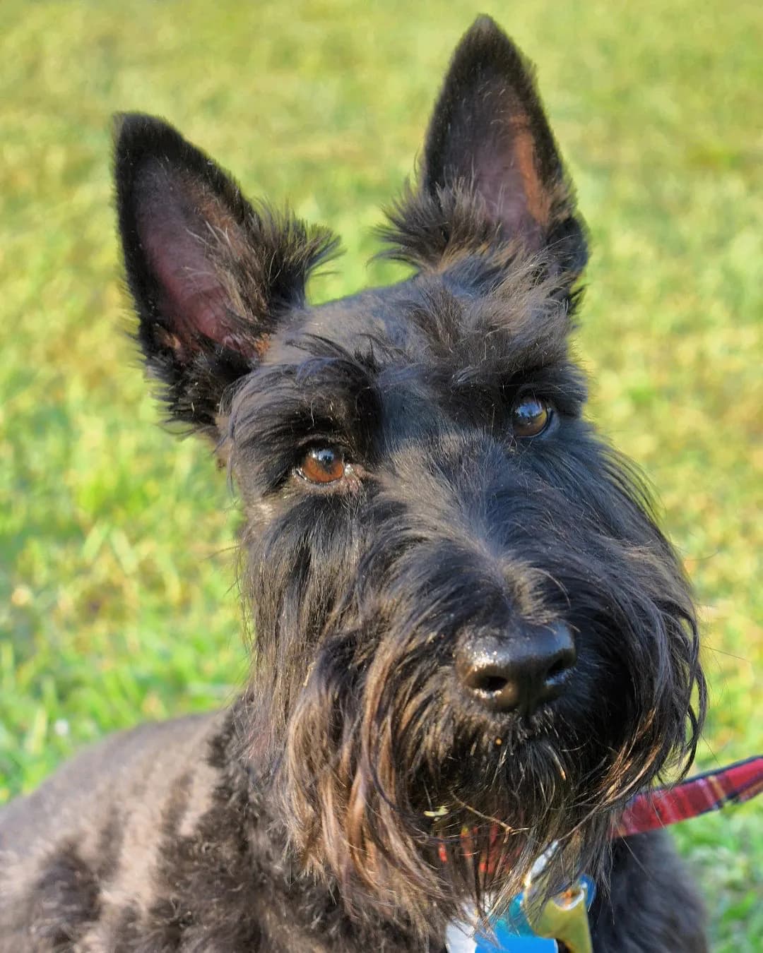 Scottish Terrier