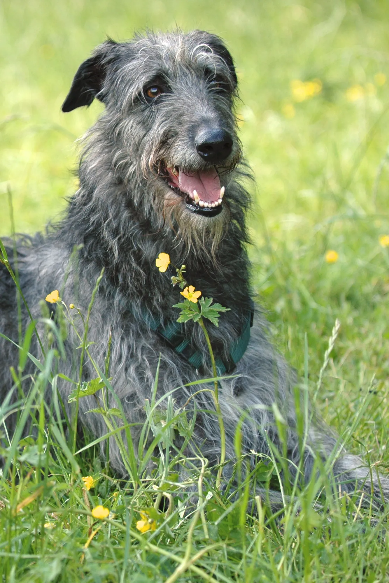 Deerhound