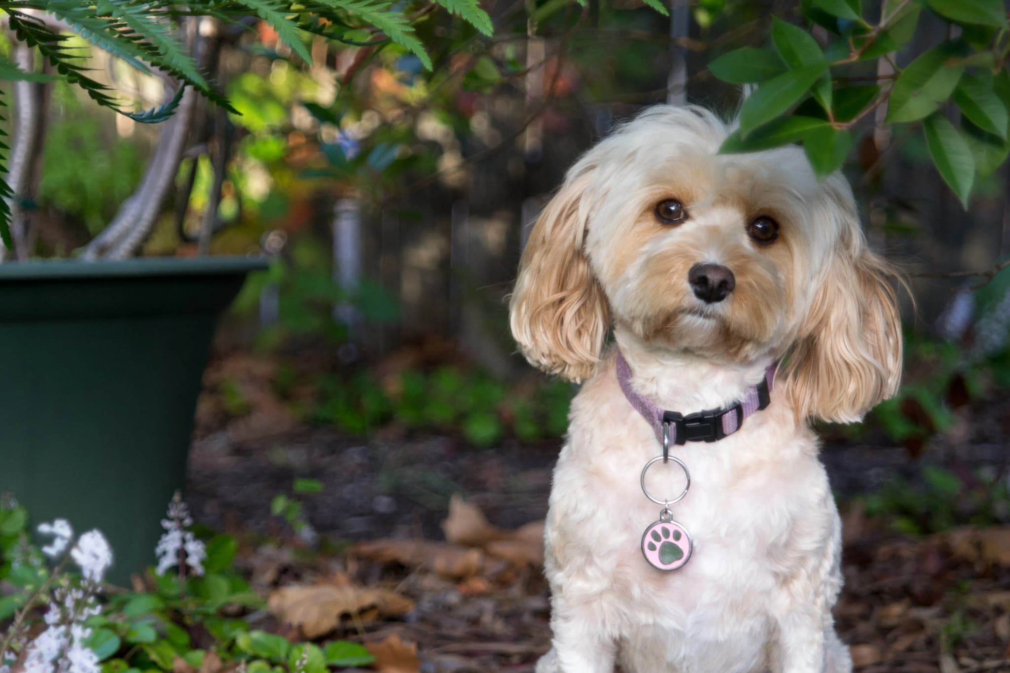 Cavachon