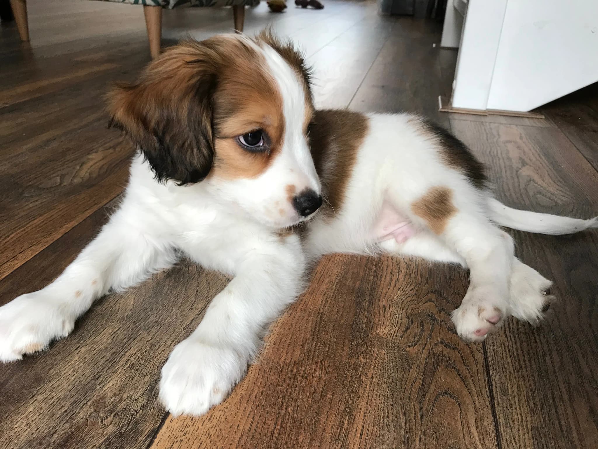Kooikerhondje