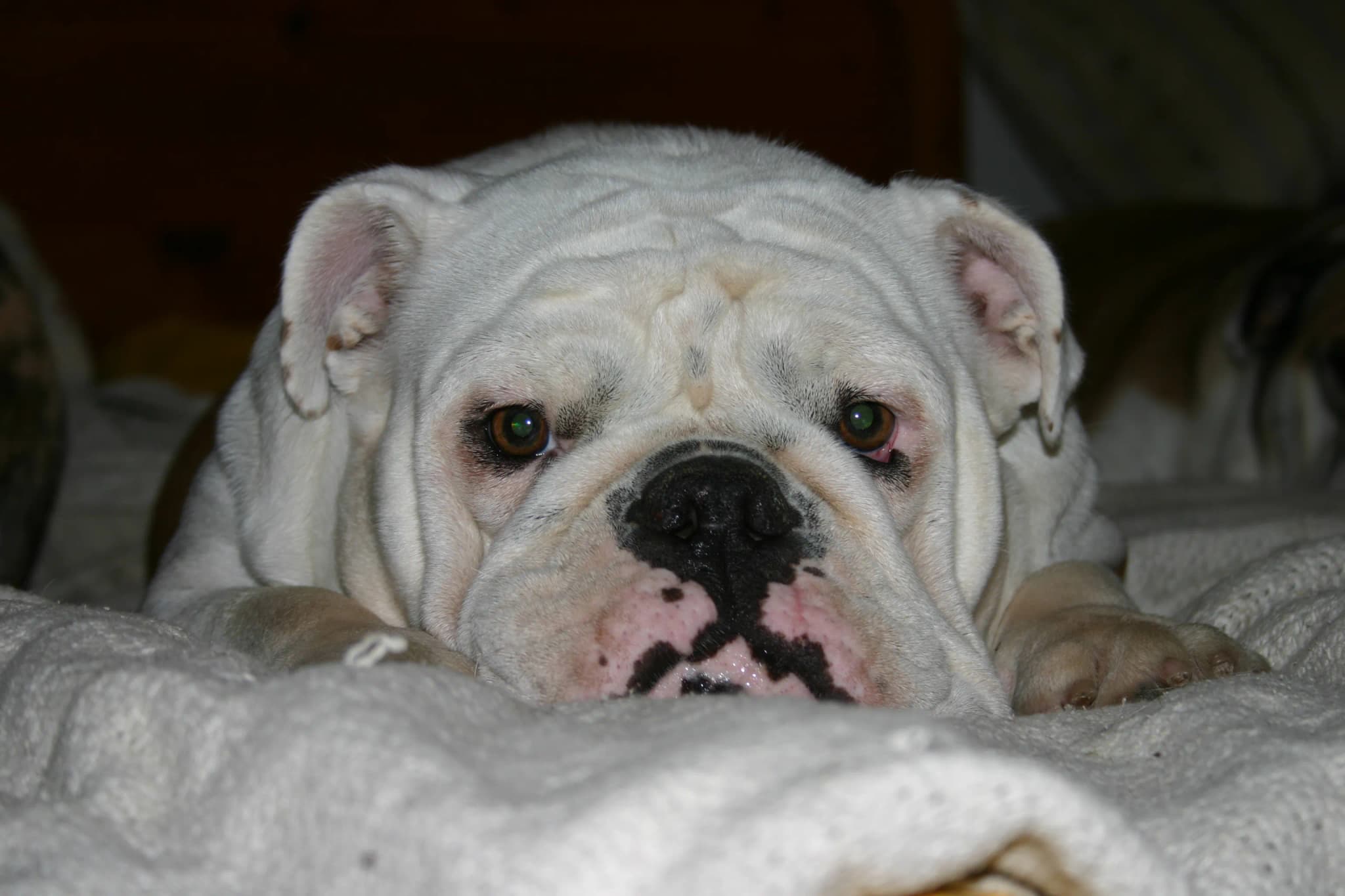 Dorset Olde Tyme Bulldogge