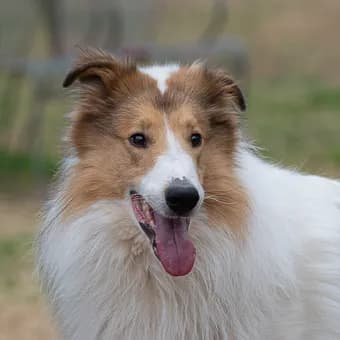 Rough Collie