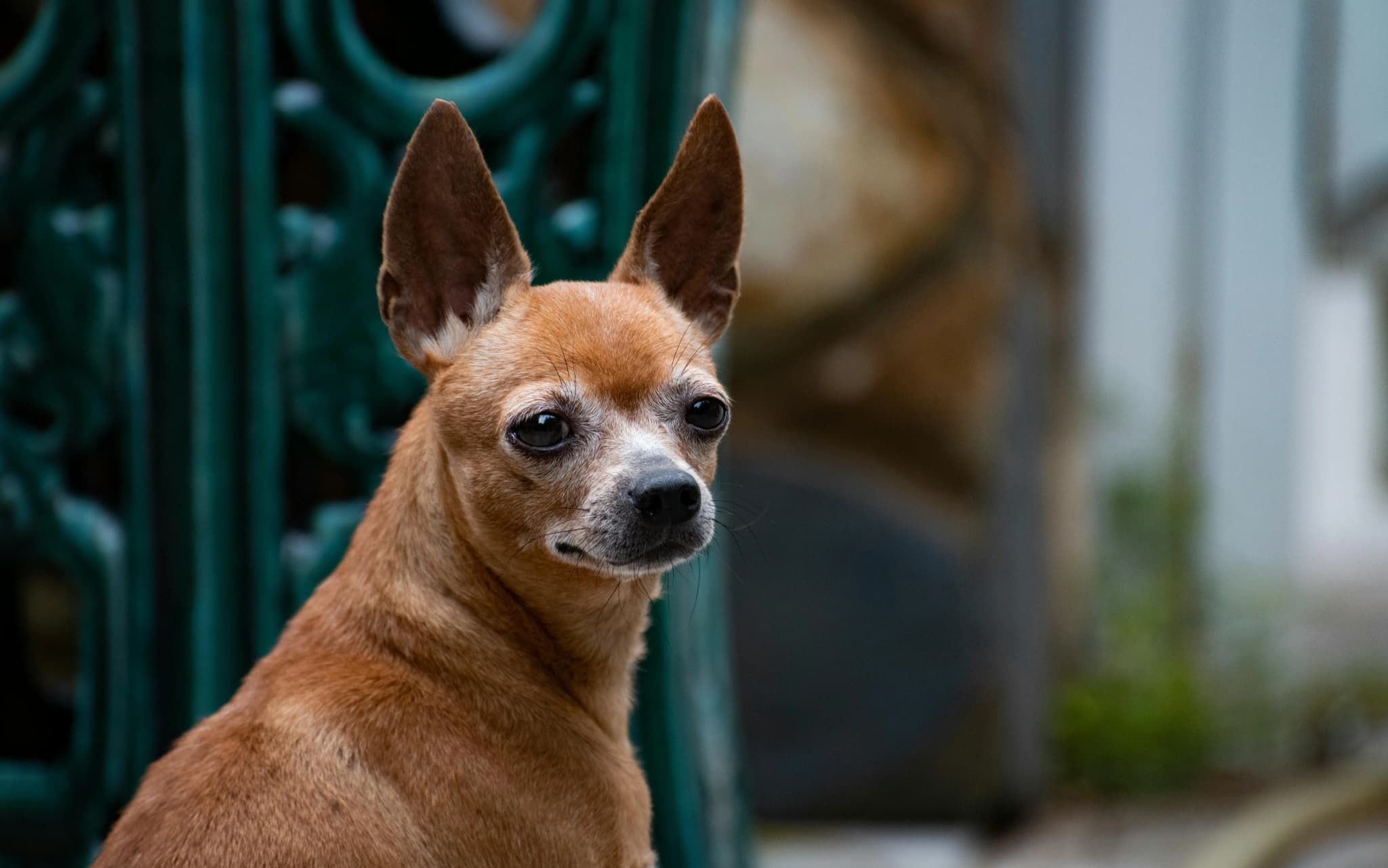 Chihuahua
