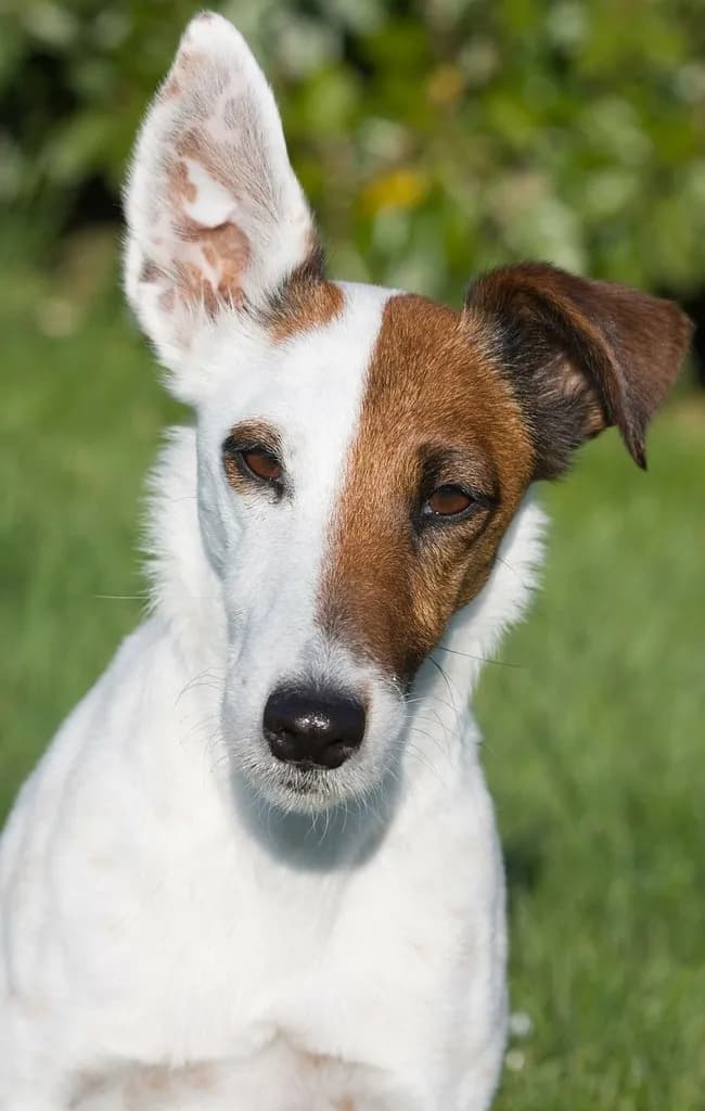 Fox Terrier
