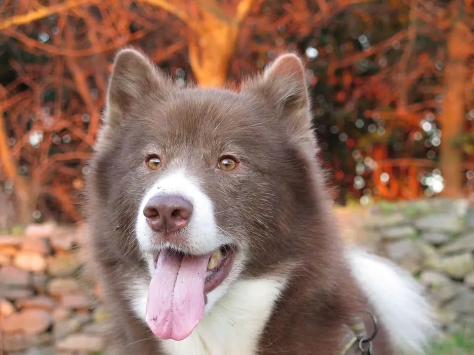 Canadian Eskimo Dog
