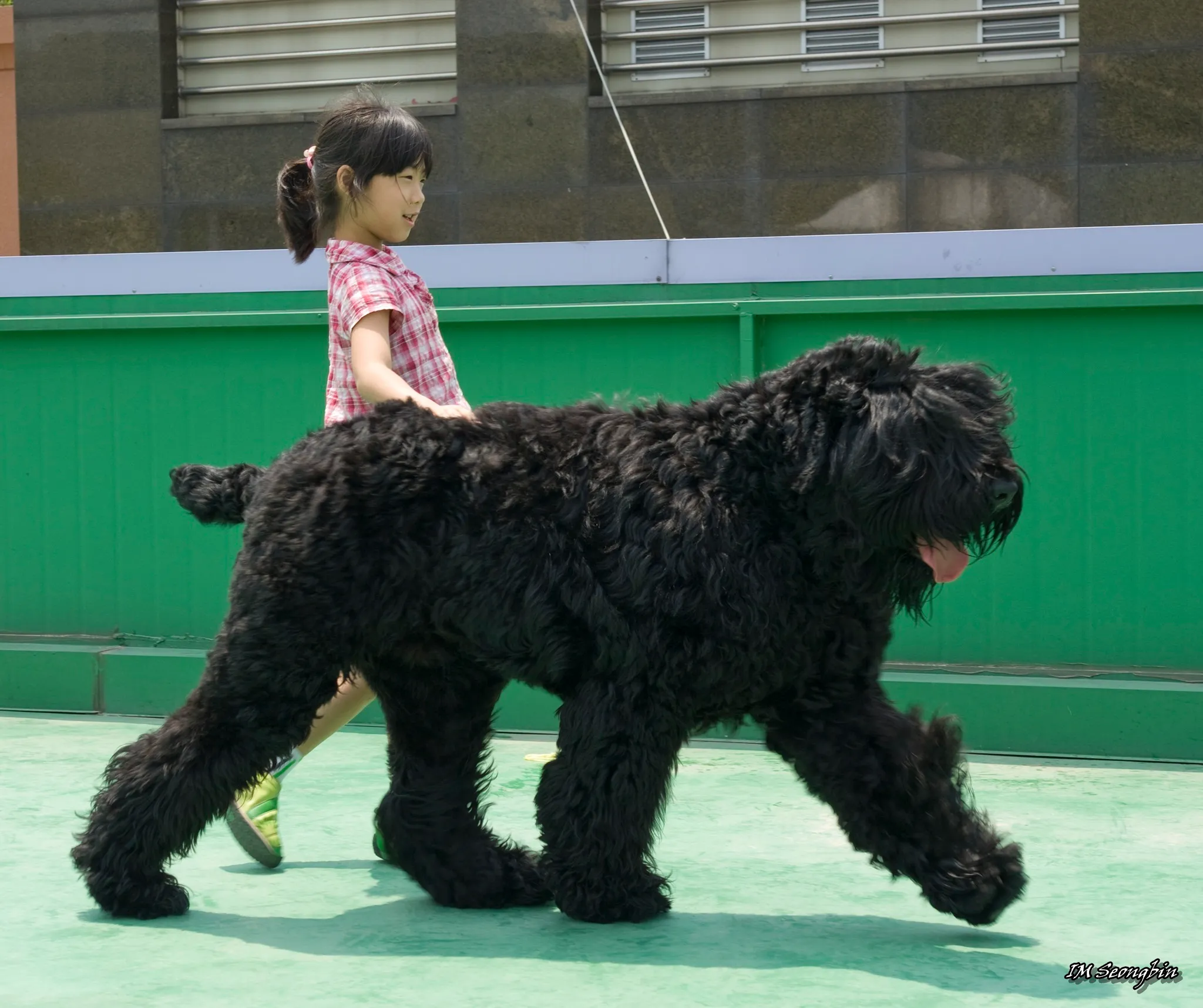 Russian Black Terrier