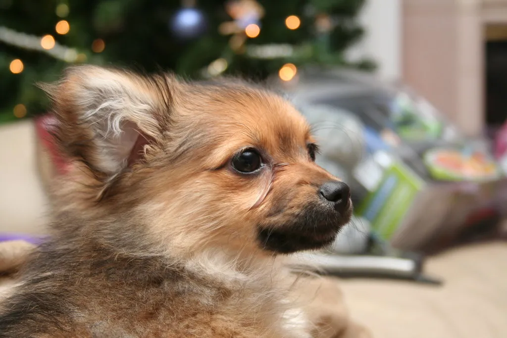 Pomapoo