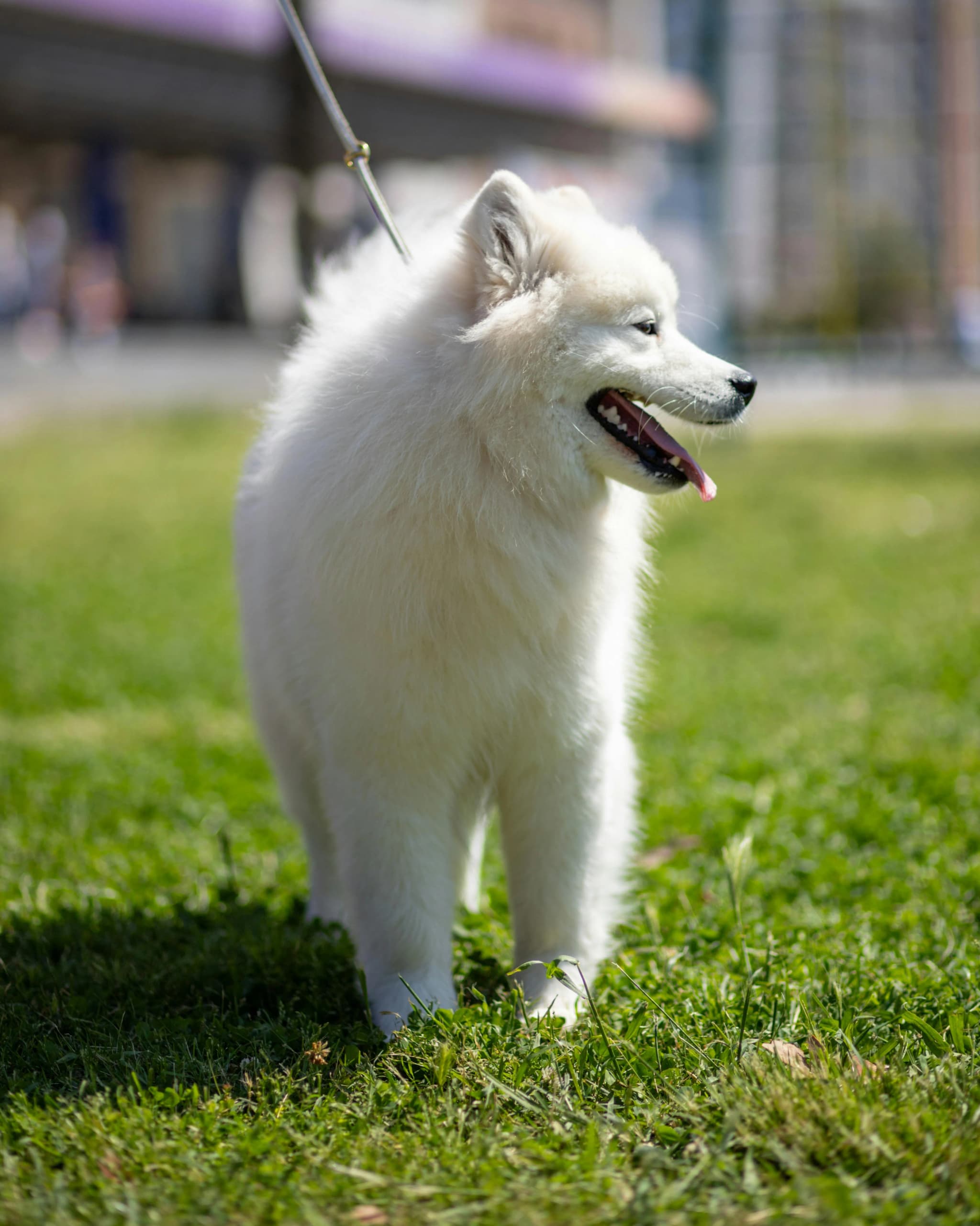 Samoyed
