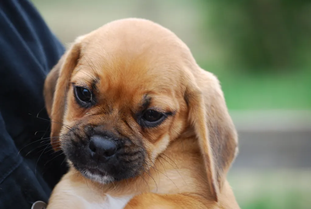 Puggle