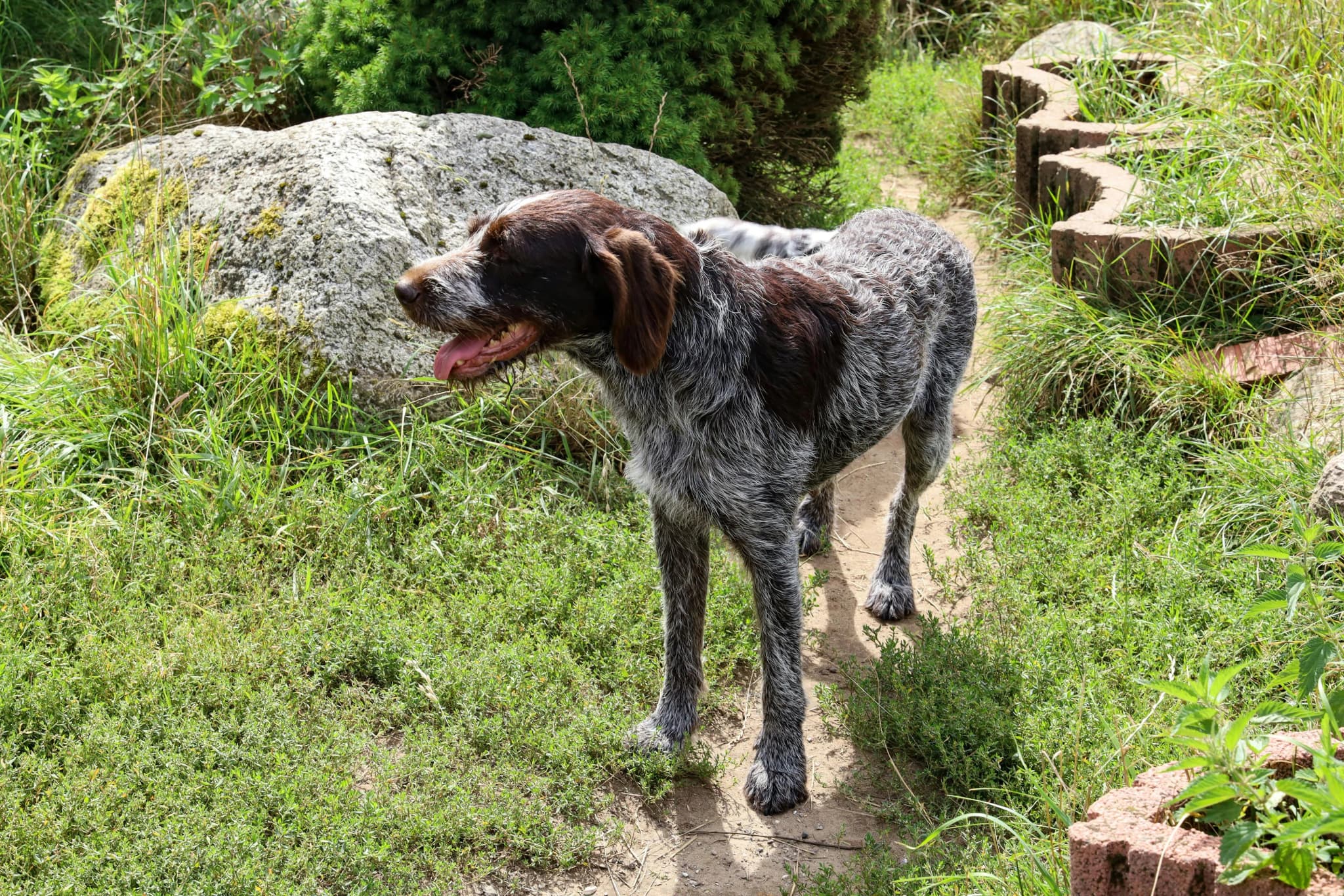 German Wirehaired Pointer