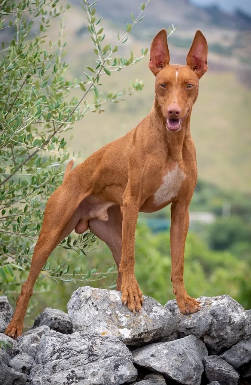 Cirneco Dell'Etna