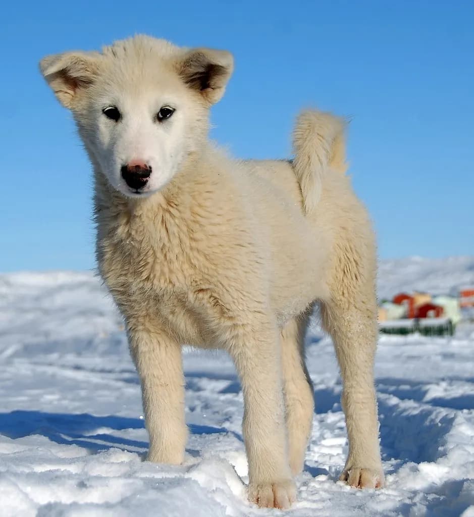 Greenland Dog