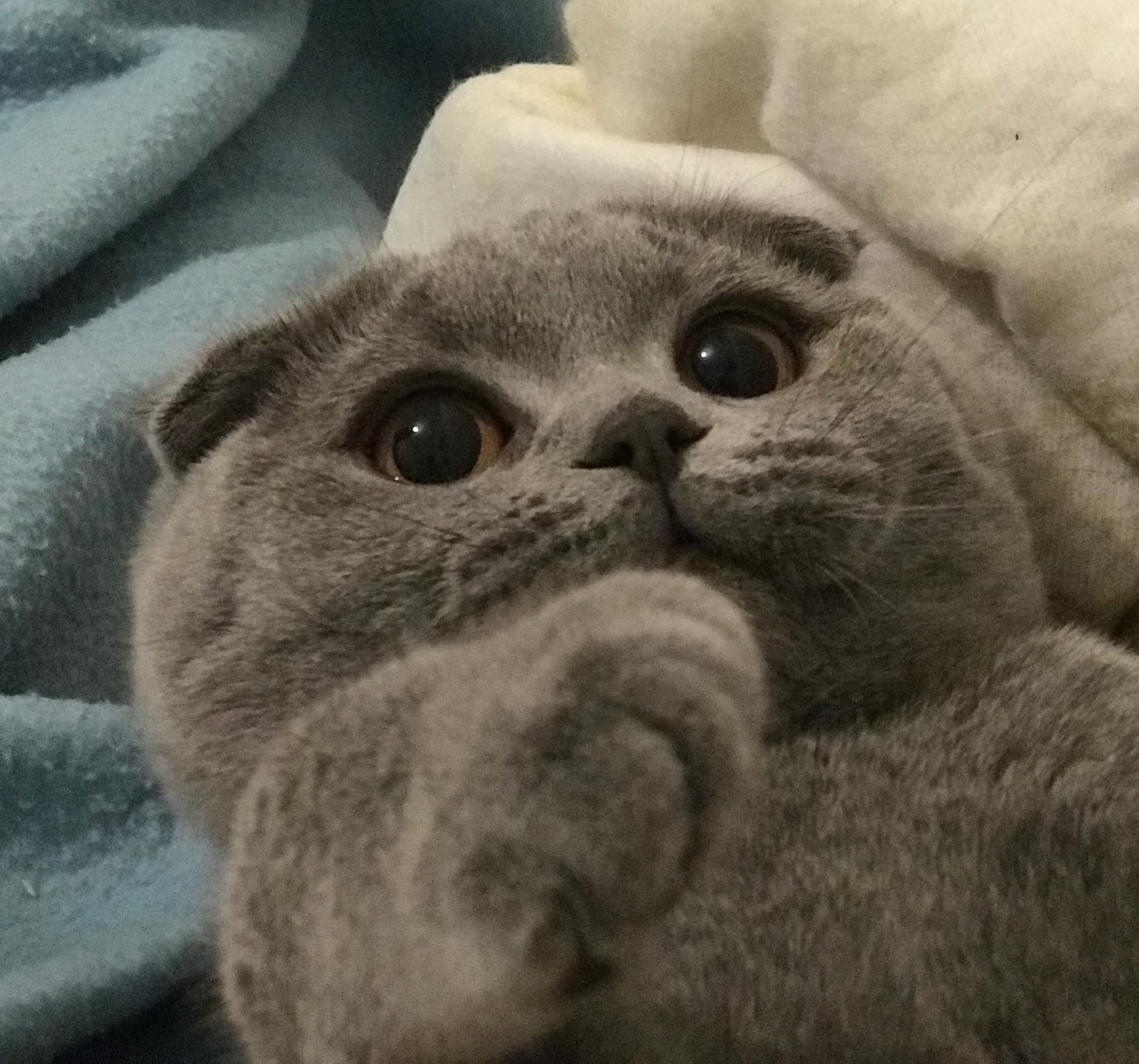Scottish Fold