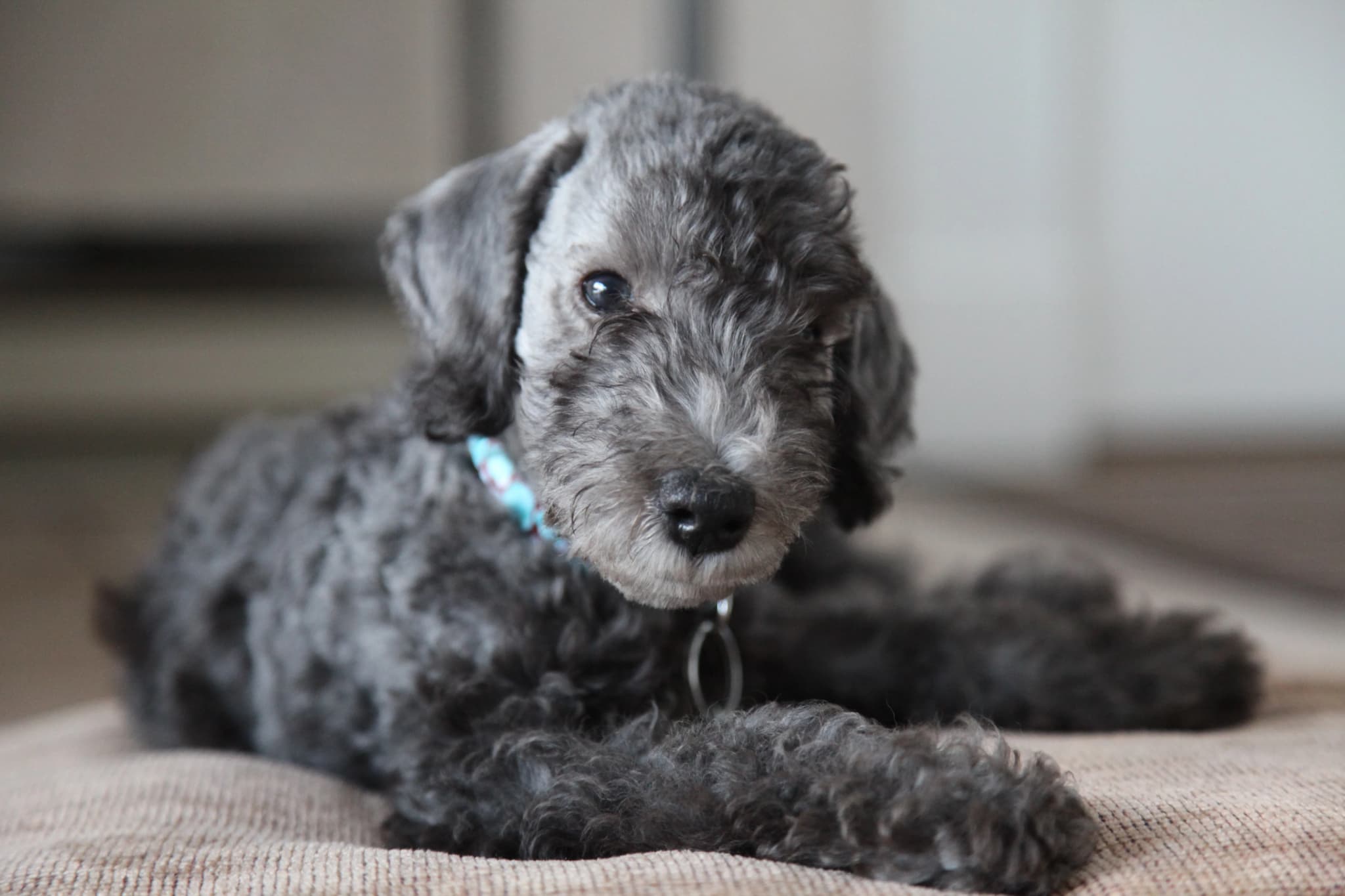Bedlington Terrier