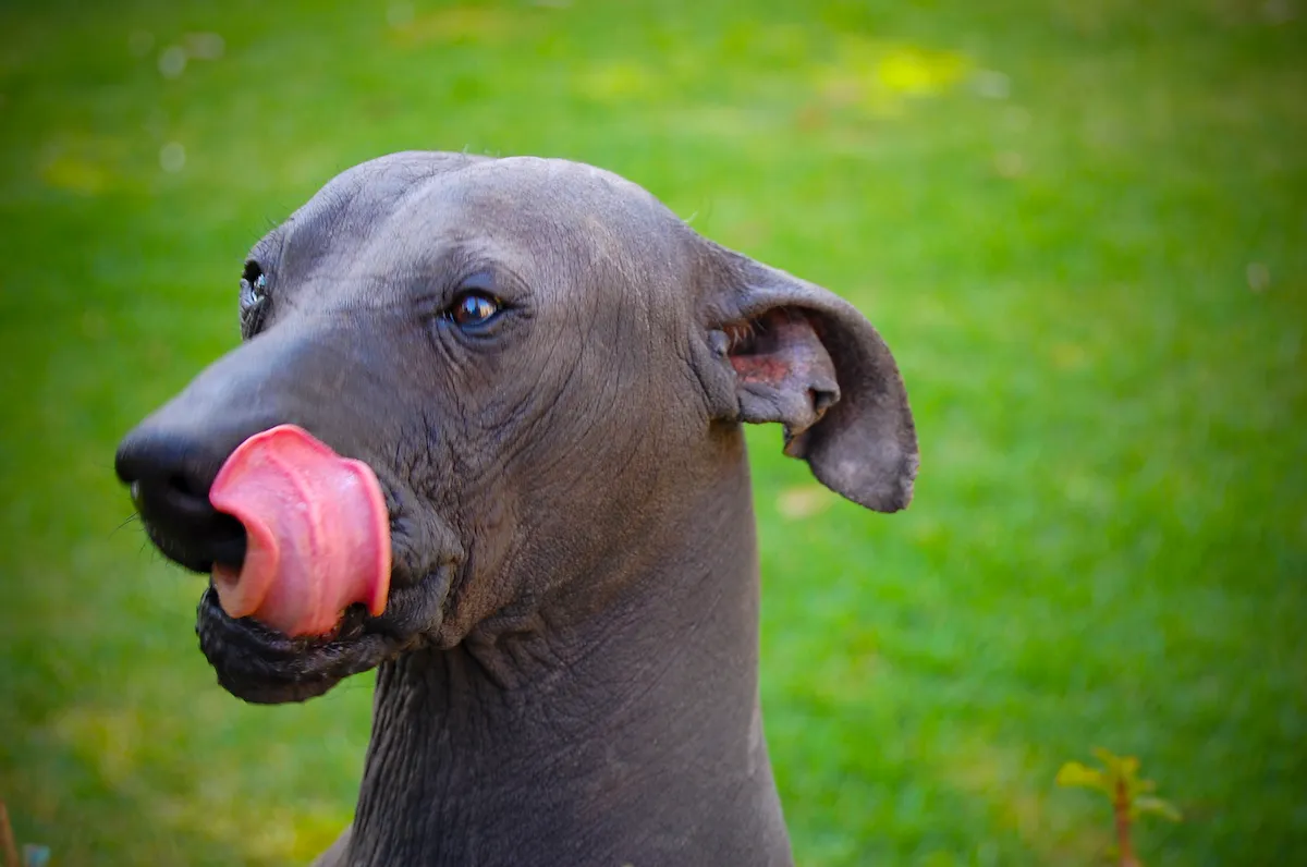 Mexican Hairless