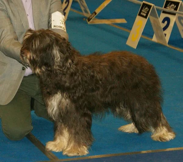 Portuguese Sheepdog