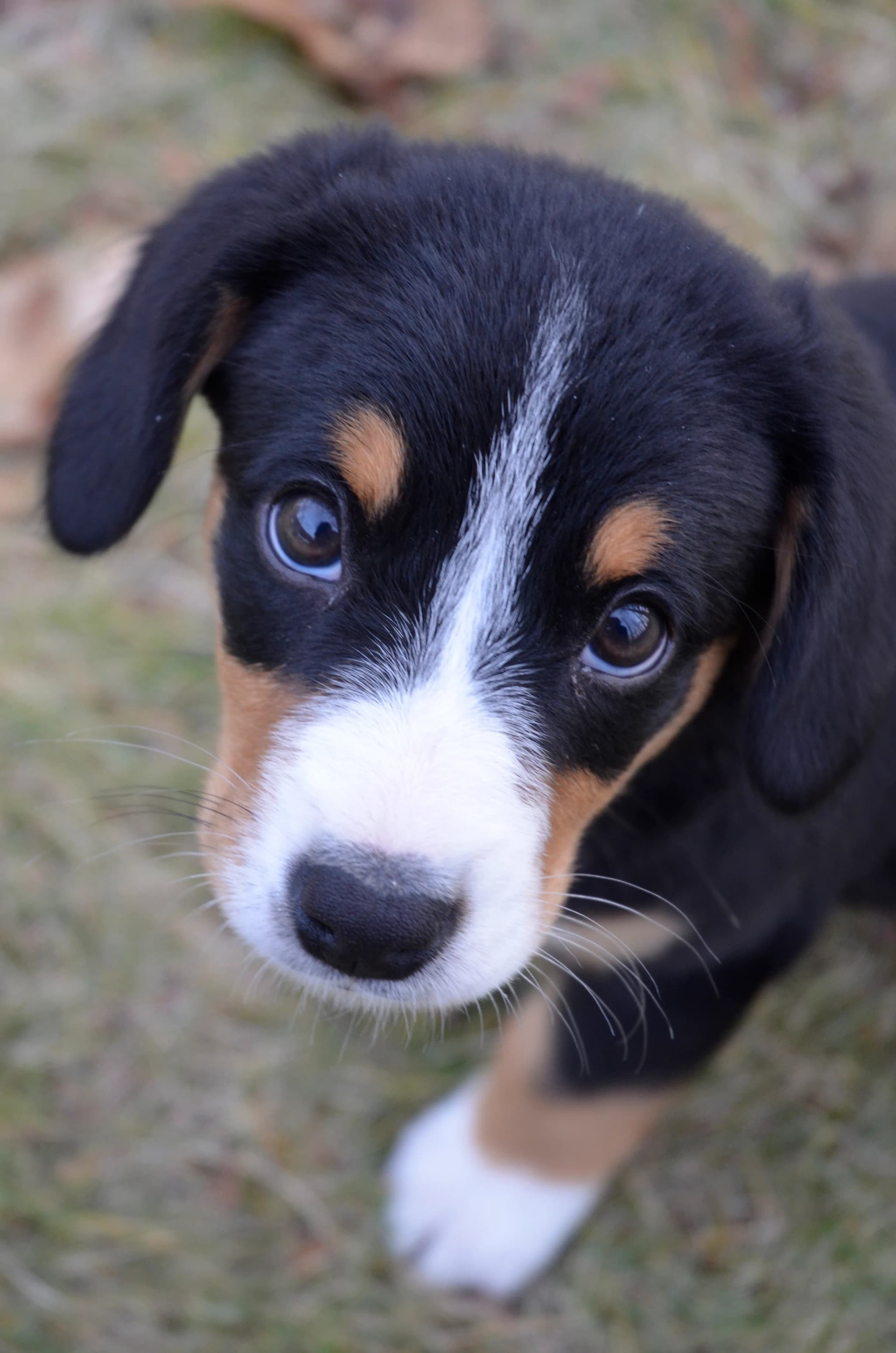 Entlebucher Mountain Dog