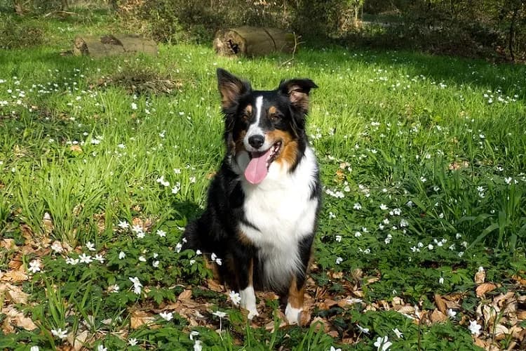 Australian Shepherd