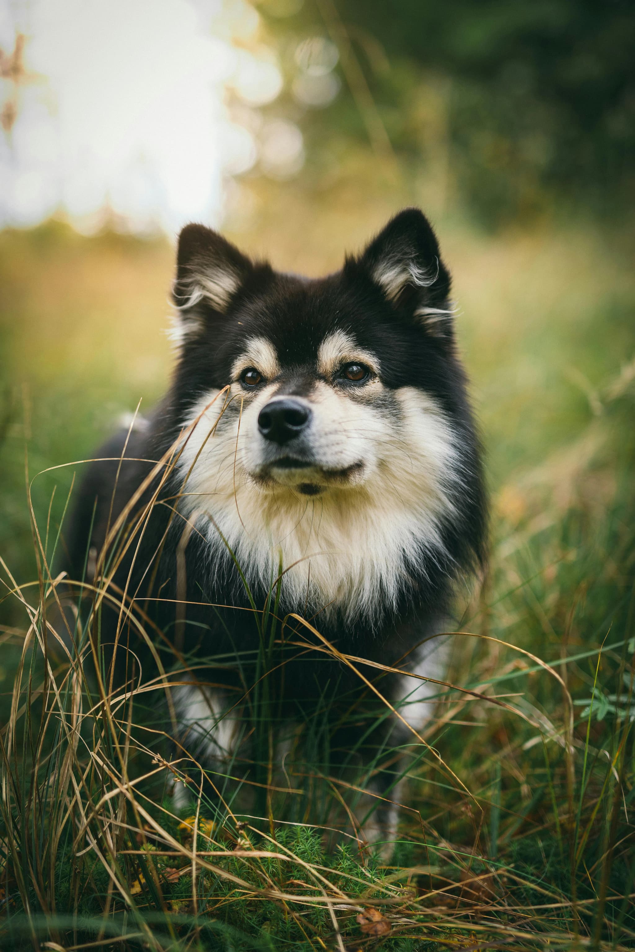 Finnish Lapphund