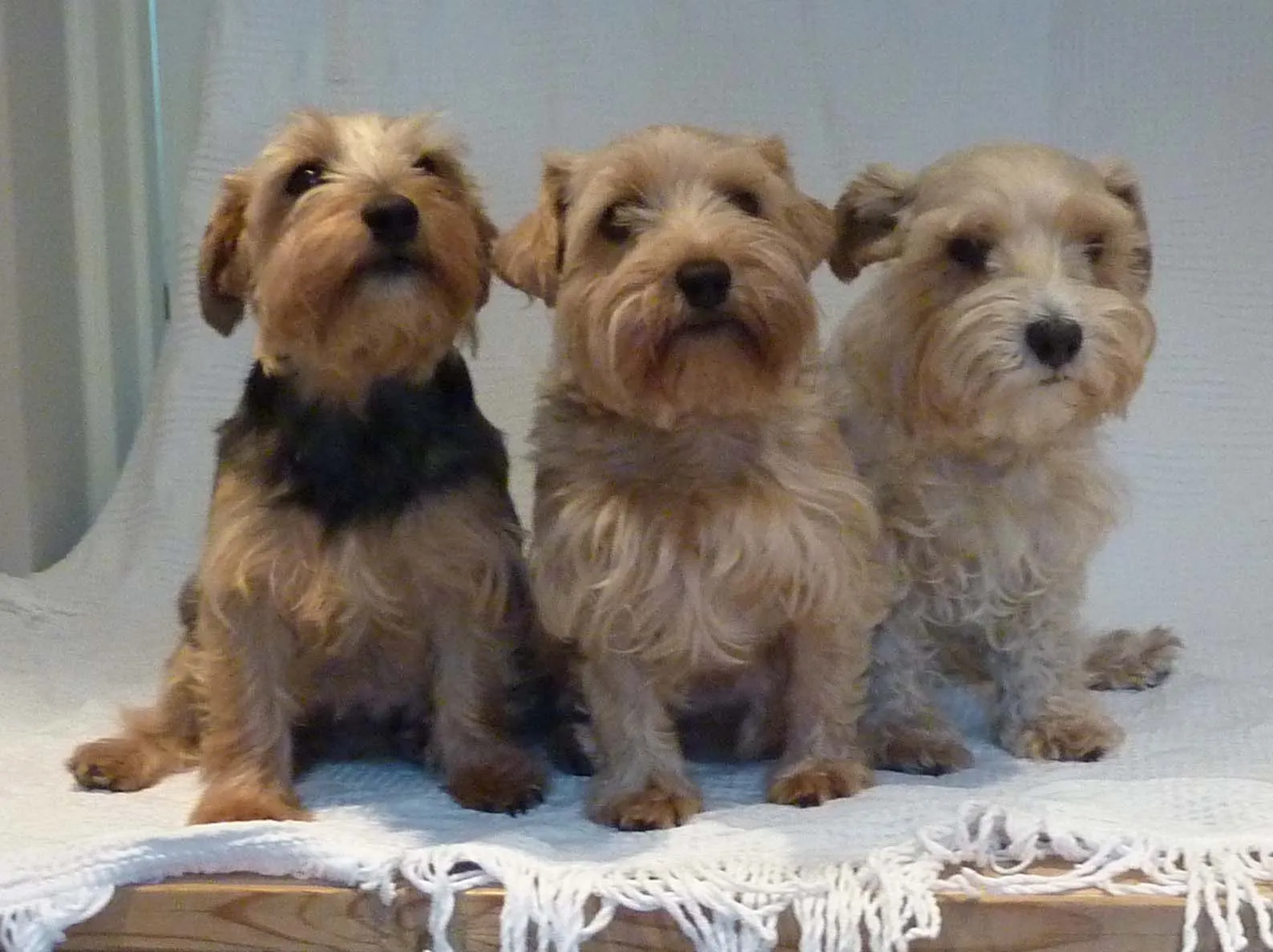 Sporting Lucas Terrier