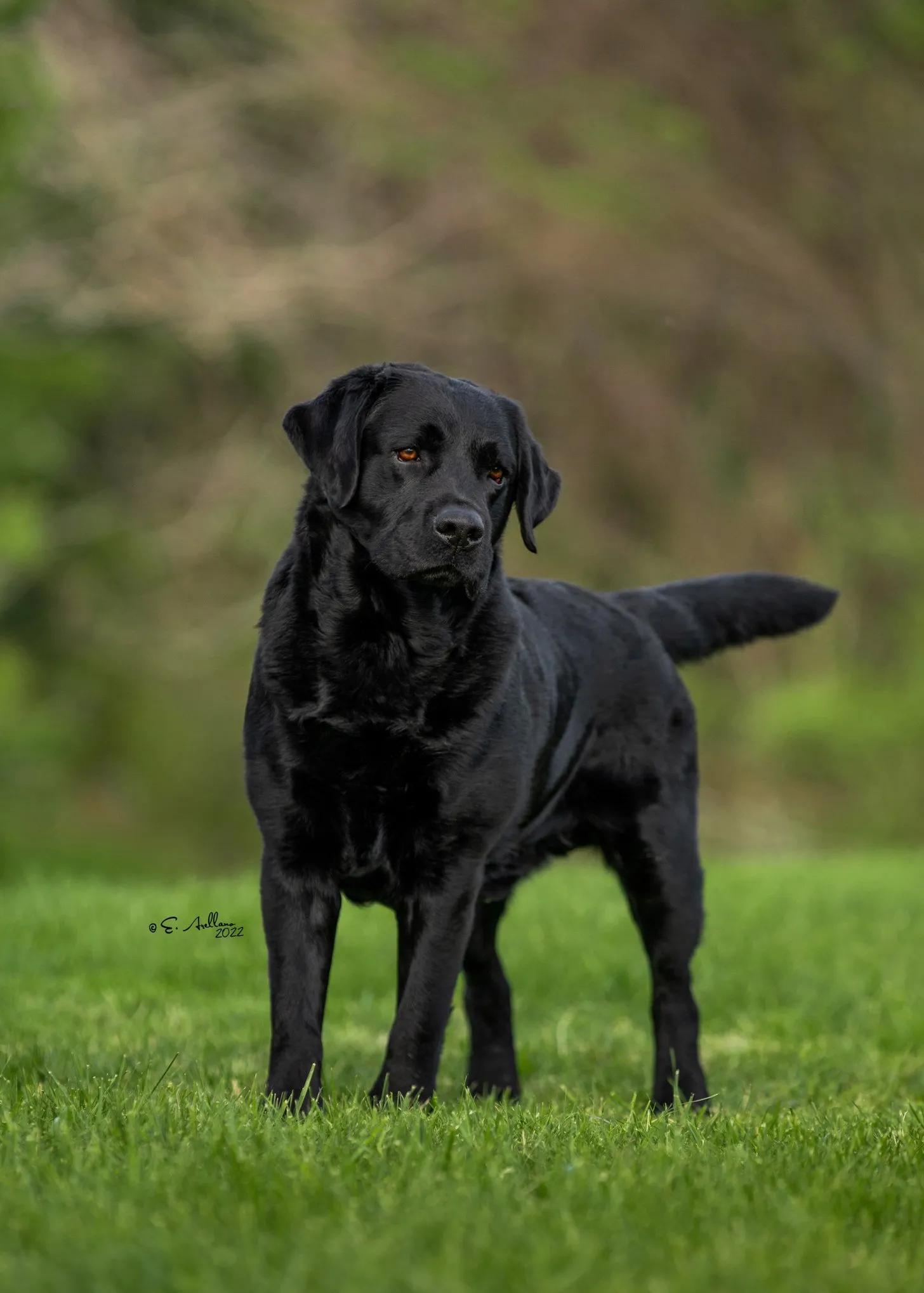 Labrador Retriever